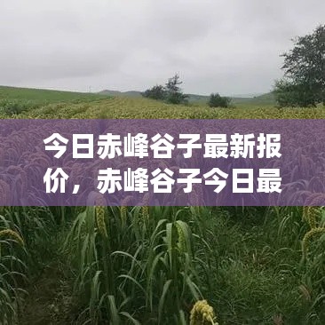 赤峰谷子今日报价与市场动态分析