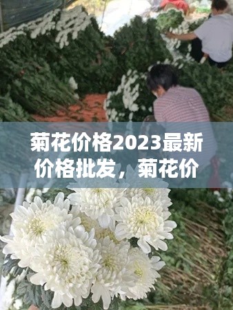 2023年菊花最新批发价格及走势分析概览