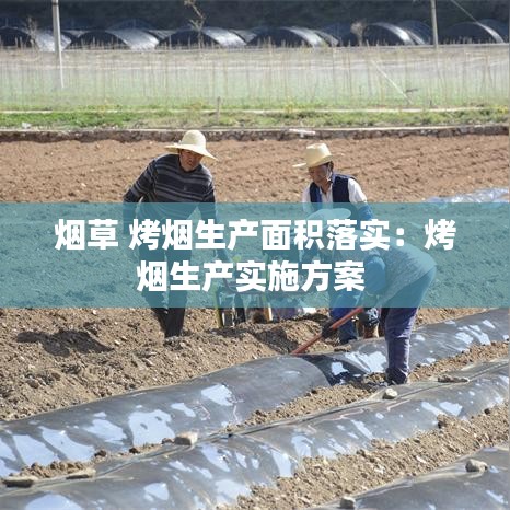 烟草 烤烟生产面积落实：烤烟生产实施方案 