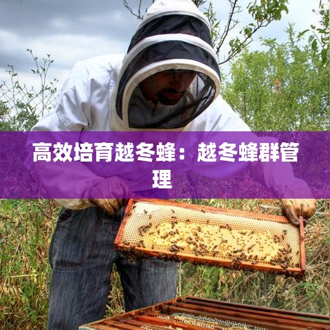 高效培育越冬蜂：越冬蜂群管理 