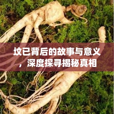 坟已背后的故事与意义，深度探寻揭秘真相