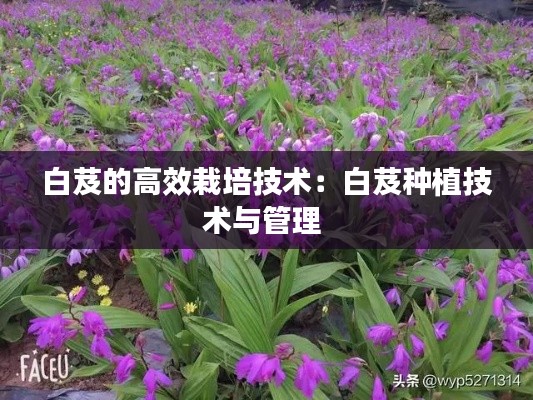 白芨的高效栽培技术：白芨种植技术与管理 