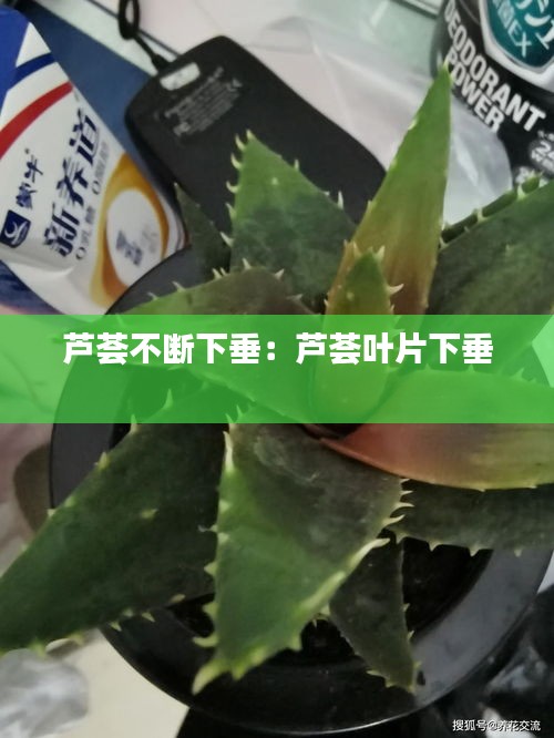 芦荟不断下垂：芦荟叶片下垂 