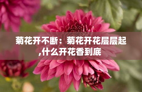 菊花开不断：菊花开花层层起,什么开花香到底 