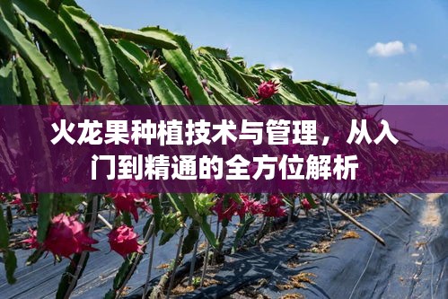 火龙果种植技术与管理，从入门到精通的全方位解析