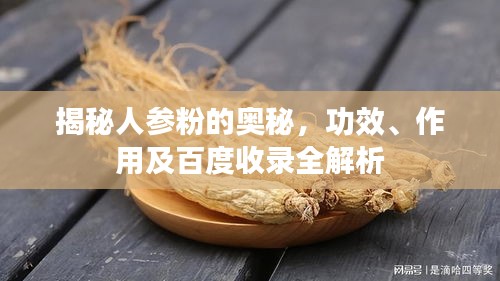 揭秘人参粉的奥秘，功效、作用及百度收录全解析