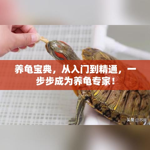 养龟宝典，从入门到精通，一步步成为养龟专家！