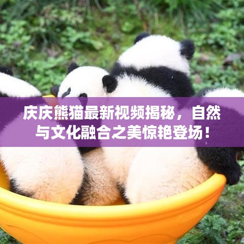 庆庆熊猫最新视频揭秘，自然与文化融合之美惊艳登场！