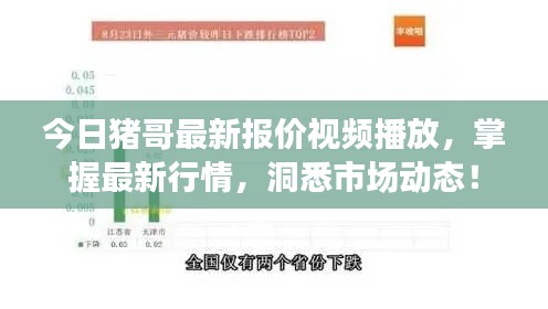 今日猪哥最新报价视频播放，掌握最新行情，洞悉市场动态！