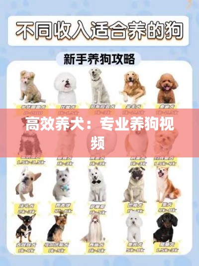 高效养犬：专业养狗视频 