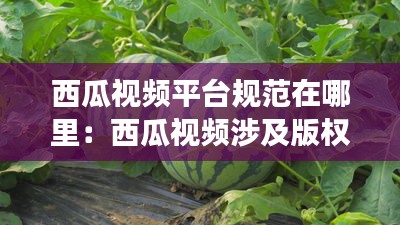 西瓜视频平台规范在哪里：西瓜视频涉及版权吗? 