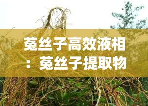 菟丝子高效液相：菟丝子提取物的功效 