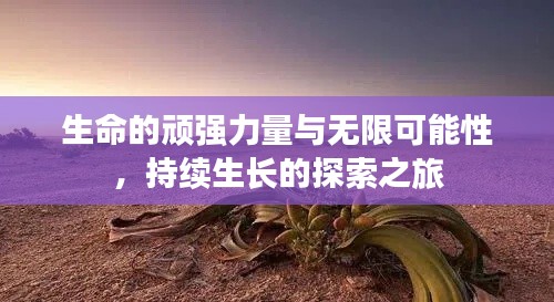 生命的顽强力量与无限可能性，持续生长的探索之旅