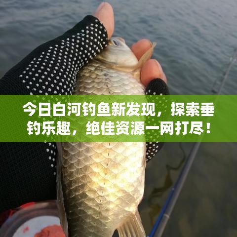 今日白河钓鱼新发现，探索垂钓乐趣，绝佳资源一网打尽！