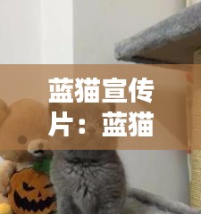 蓝猫宣传片：蓝猫详情 