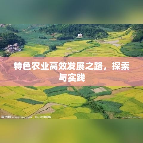 特色农业高效发展之路，探索与实践