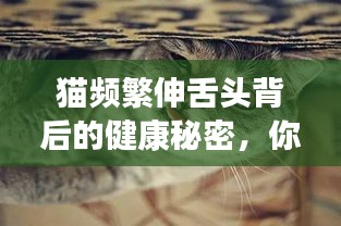 猫频繁伸舌头背后的健康秘密，你需要了解！