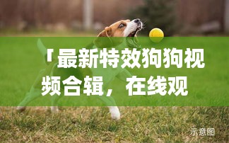 「最新特效狗狗视频合辑，在线观看乐享无穷」