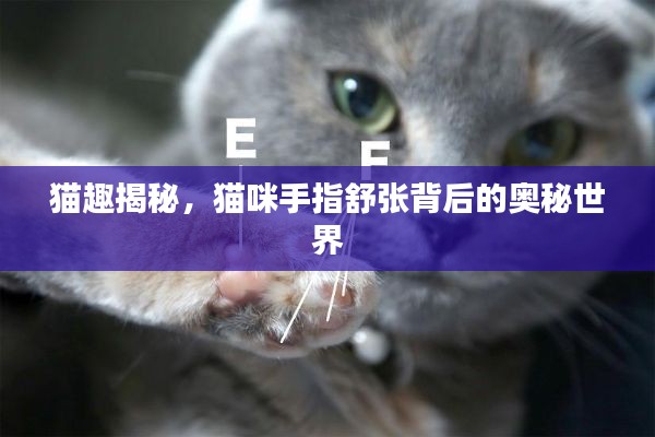 猫趣揭秘，猫咪手指舒张背后的奥秘世界