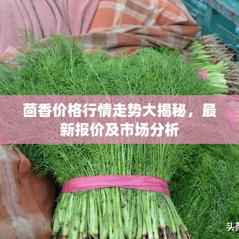 茴香价格行情走势大揭秘，最新报价及市场分析