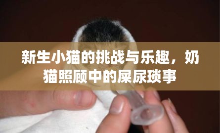 新生小猫的挑战与乐趣，奶猫照顾中的屎尿琐事