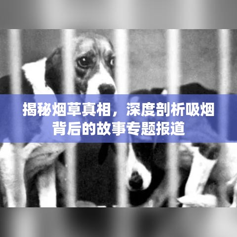 揭秘烟草真相，深度剖析吸烟背后的故事专题报道