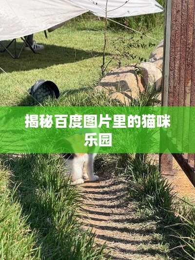 揭秘百度图片里的猫咪乐园