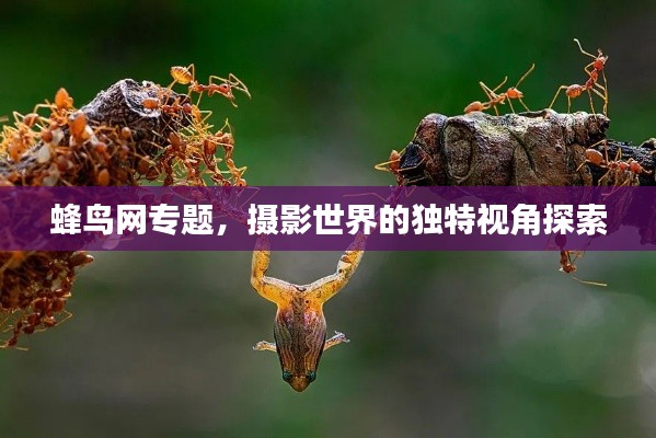 蜂鸟网专题，摄影世界的独特视角探索