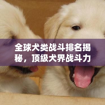 全球犬类战斗排名揭秘，顶级犬界战斗力的巅峰对决！