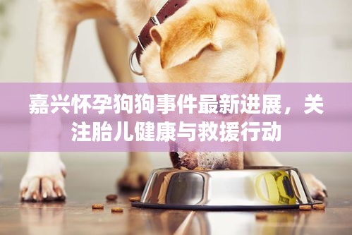 嘉兴怀孕狗狗事件最新进展，关注胎儿健康与救援行动