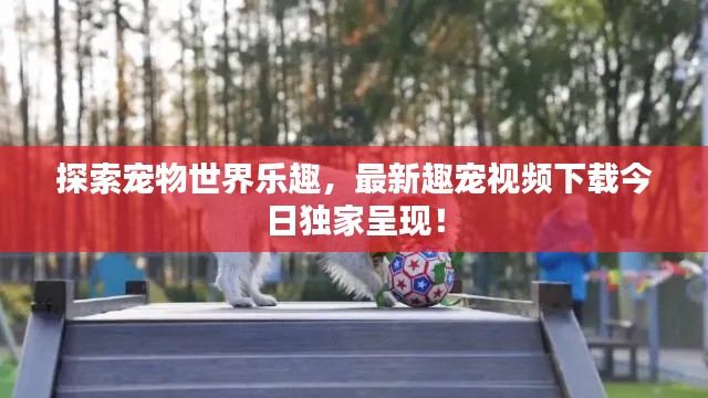 探索宠物世界乐趣，最新趣宠视频下载今日独家呈现！