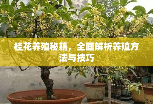 桂花养殖秘籍，全面解析养殖方法与技巧