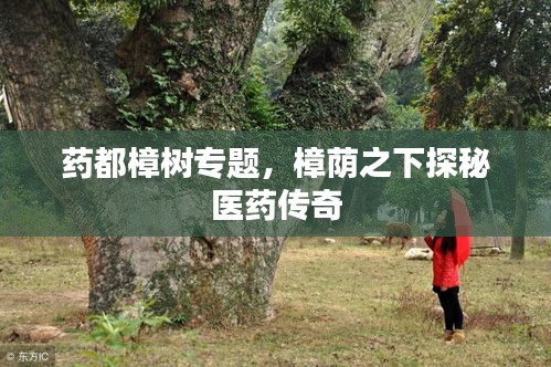 药都樟树专题，樟荫之下探秘医药传奇
