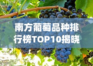 南方葡萄品种排行榜TOP10揭晓！必尝的十大美味葡萄品种盘点