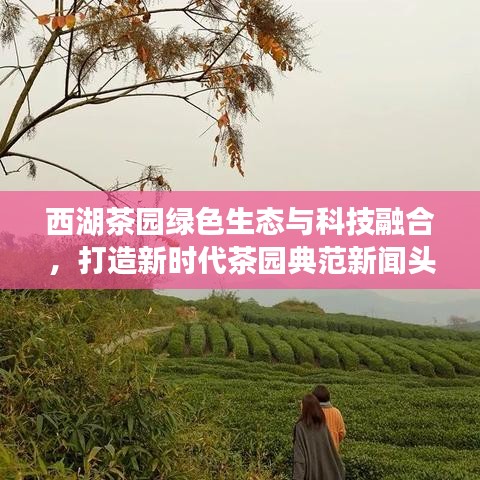 西湖茶园绿色生态与科技融合，打造新时代茶园典范新闻头条