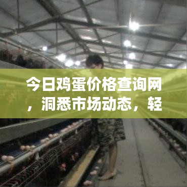 今日鸡蛋价格查询网，洞悉市场动态，轻松掌握鸡蛋价格走势！