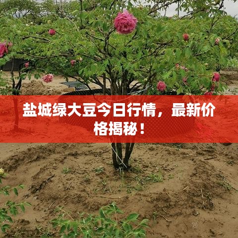 盐城绿大豆今日行情，最新价格揭秘！