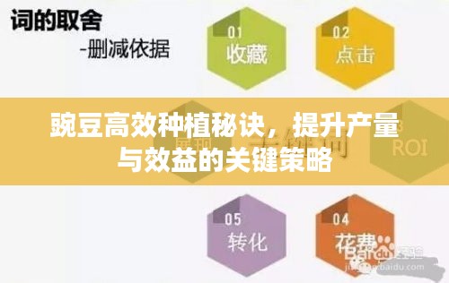 豌豆高效种植秘诀，提升产量与效益的关键策略