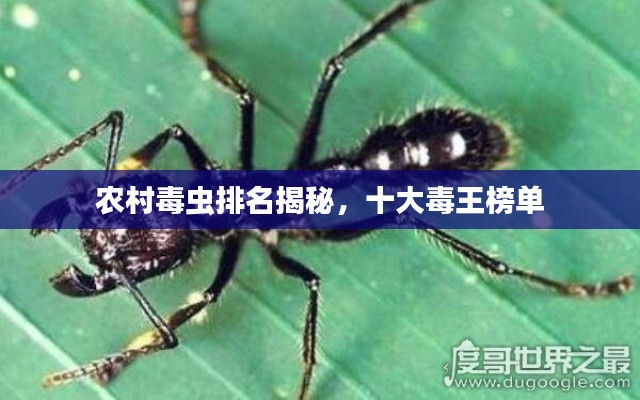 农村毒虫排名揭秘，十大毒王榜单