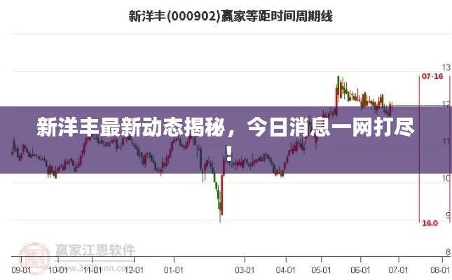 新洋丰最新动态揭秘，今日消息一网打尽！