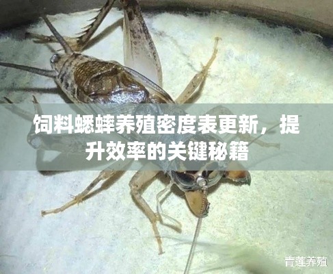 饲料蟋蟀养殖密度表更新，提升效率的关键秘籍