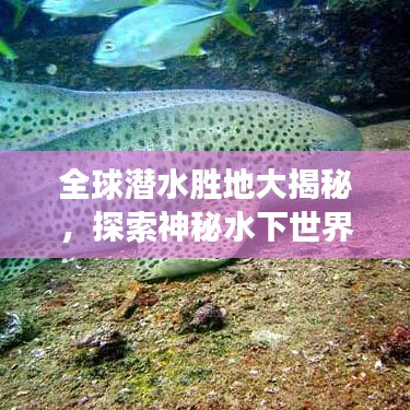 全球潜水胜地大揭秘，探索神秘水下世界的极致之旅