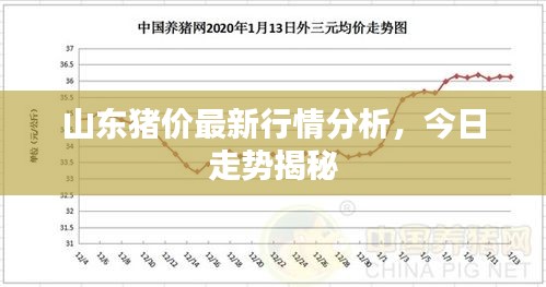 山东猪价最新行情分析，今日走势揭秘