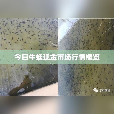 今日牛蛙现金市场行情概览