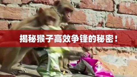 揭秘猴子高效争锋的秘密！
