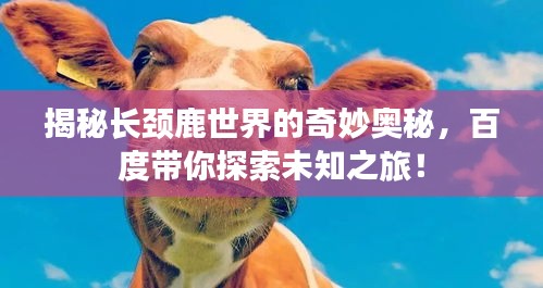 揭秘长颈鹿世界的奇妙奥秘，百度带你探索未知之旅！