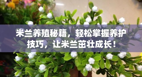 米兰养殖秘籍，轻松掌握养护技巧，让米兰茁壮成长！