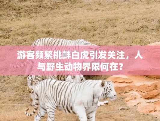 游客频繁挑衅白虎引发关注，人与野生动物界限何在？