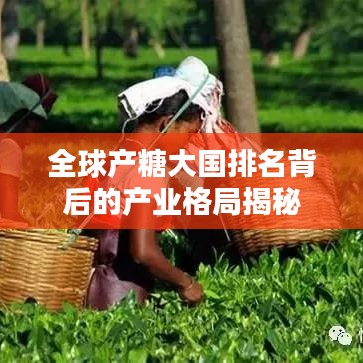 全球产糖大国排名背后的产业格局揭秘