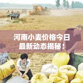 河南小麦价格今日最新动态揭秘！